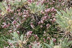 Asperula idaea