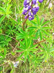 Lupinus × regalis