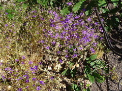 Campanula matritensis