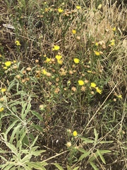Xanthisma texanum drummondii