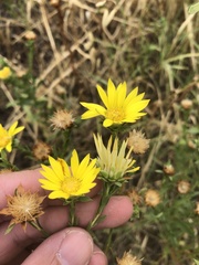 Xanthisma texanum drummondii