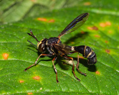 Physocephala marginata
