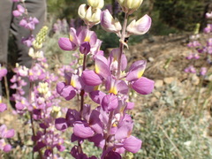 Lupinus excubitus