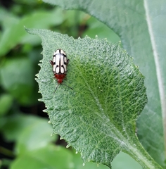 Disonycha scriptipennis