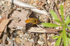 Chrysanthrax cypris