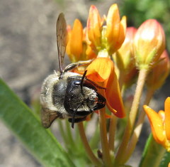 Megachile frigida