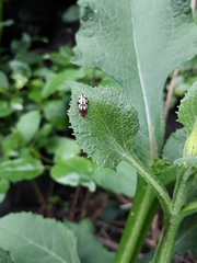 Disonycha scriptipennis