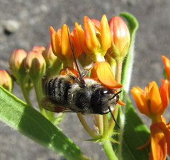 Megachile frigida