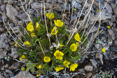 Potentilla hyparctica