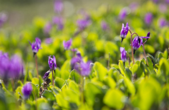 Primula frigida