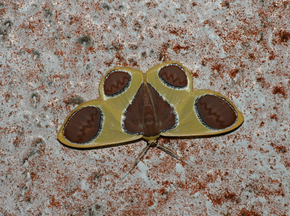 Plutodini