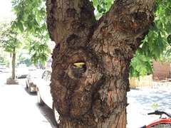 Pleurotus pulmonarius