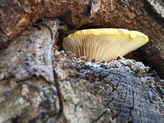 Pleurotus pulmonarius