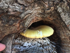 Pleurotus pulmonarius