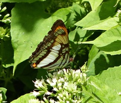 Adelpha zea