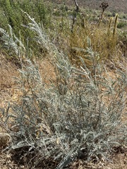 Astragalus trichopodus
