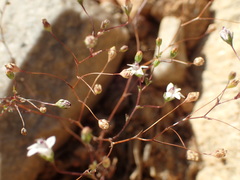 Nemacladus parikhiae