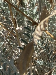 Astragalus trichopodus