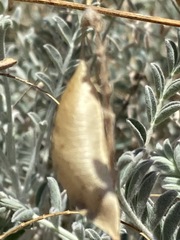 Astragalus trichopodus