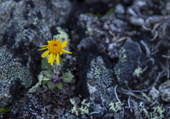 Packera ogotorukensis