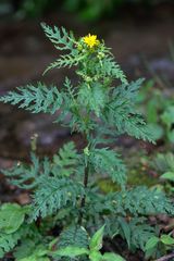 Senecio chrysanthemoides