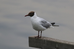 Chroicocephalus ridibundus