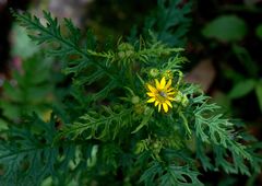 Senecio chrysanthemoides