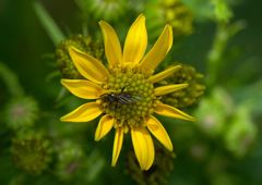 Senecio chrysanthemoides