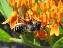 Megachile frigida
