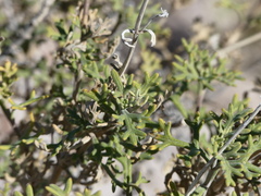 Junellia crithmifolia