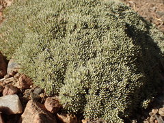 Eriogonum kennedyi