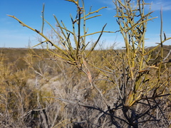 Prosopidastrum dehiscens