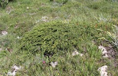 Juniperus communis hemisphaerica