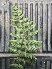 Dryopteris campyloptera