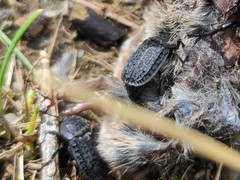 Thanatophilus rugosus