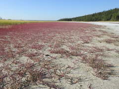 Salicornia rubra