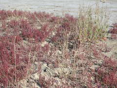 Salicornia rubra