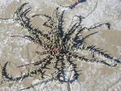 Suaeda calceoliformis