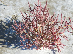 Salicornia rubra