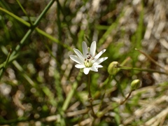 Stellaria longipes