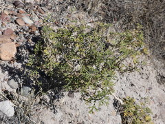 Junellia crithmifolia