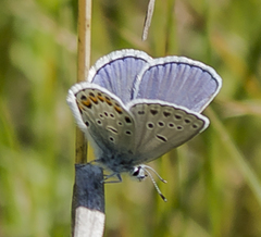 Plebejus samuelis