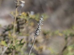 Junellia crithmifolia