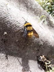 Cullumanobombus
