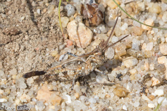 Psinidia fenestralis