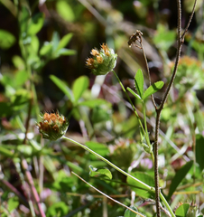 Trifolium cyathiferum