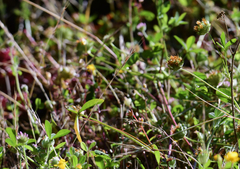 Trifolium cyathiferum