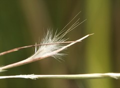 Andropogon longiberbis