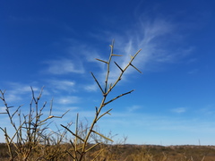 Prosopidastrum dehiscens