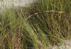 Andropogon longiberbis